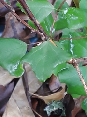 Erythrina herbacea