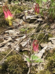 Aquilegia canadensis