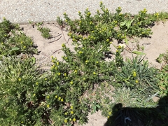 Matricaria discoidea