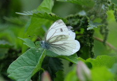 Pieris napi