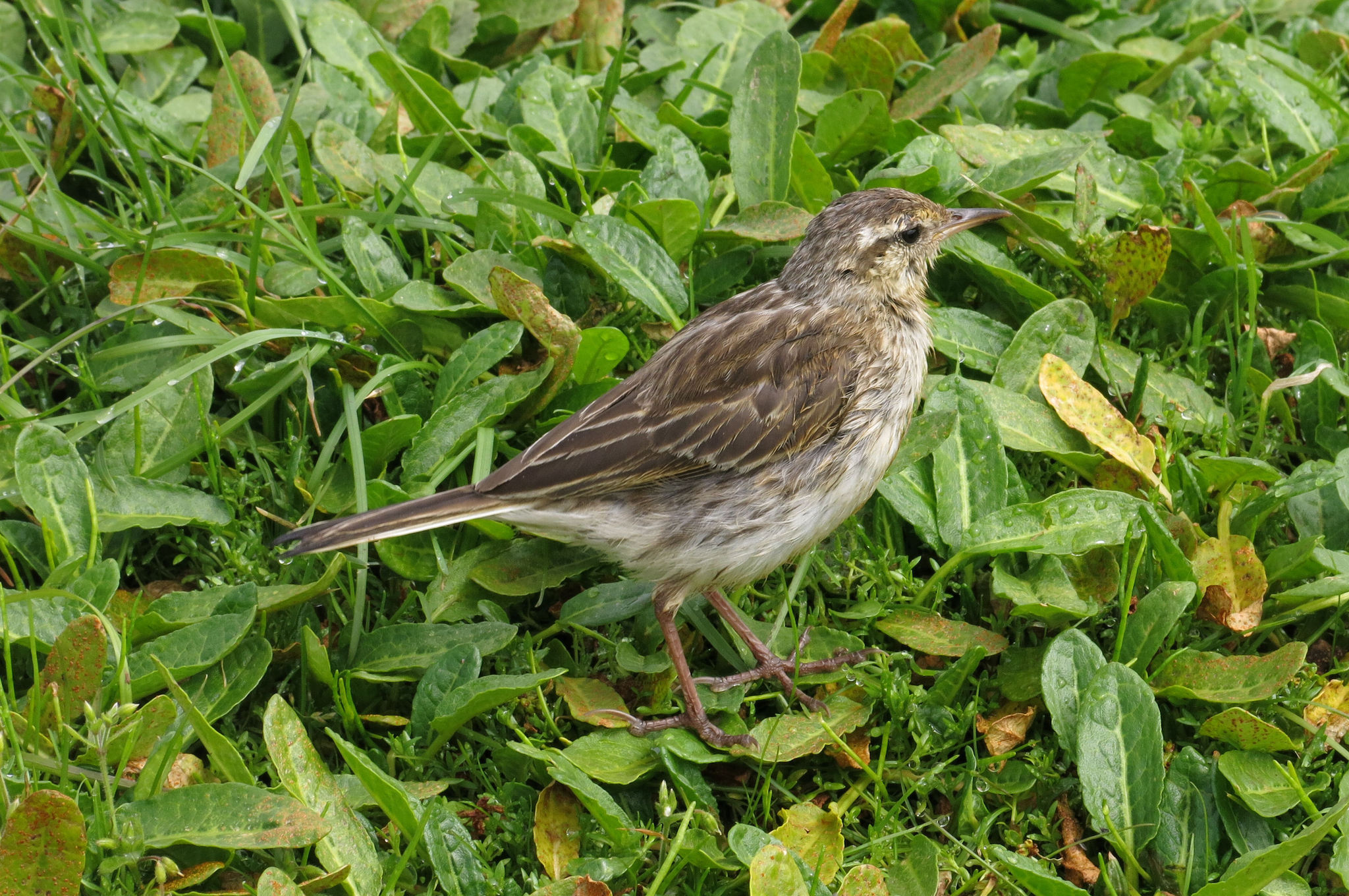 New Zealand Pipit