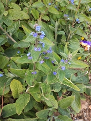 Pentaglottis sempervirens