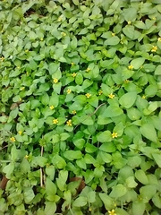 Calyptocarpus vialis