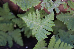 Pentagramma rebmanii