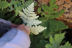 Pentagramma rebmanii