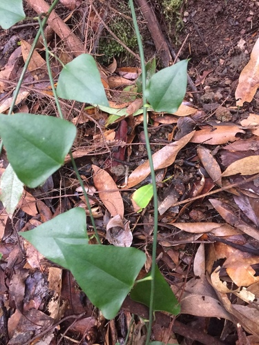 Smilax canariensis (Smilax canariensis)
