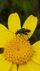 Oedemera nobilis