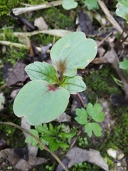 Impatiens glandulifera