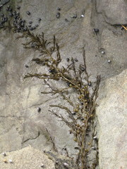 Sargassum muticum