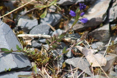 Polygala serpyllifolia