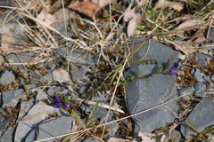 Polygala serpyllifolia