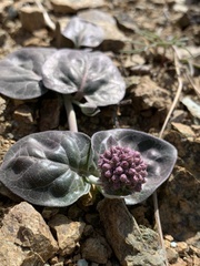 Asclepias solanoana