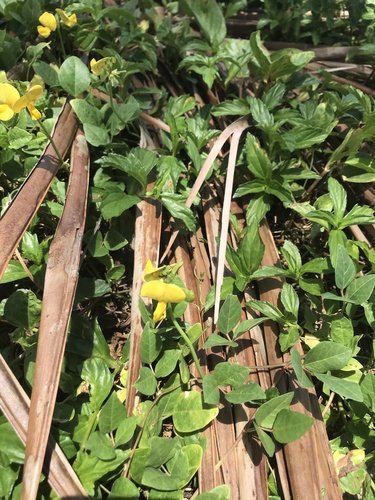 Vigna luteola iNat (3)