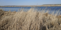 Phragmites australis