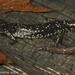 Ocmulgee Slimy Salamander - Photo (c) Todd Pierson, some rights reserved (CC BY-NC-SA)