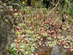 Sedum spathulifolium