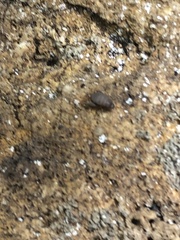 Myrmecophilus pergandei