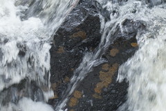 Notoaeschna sagittata