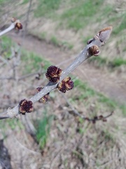 Fraxinus pennsylvanica