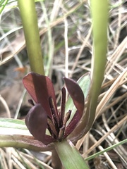Trillium petiolatum
