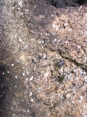 Myrmecophilus pergandei