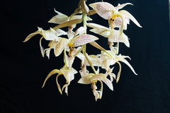 Stanhopea oculata