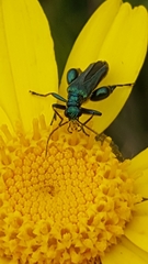 Oedemera nobilis