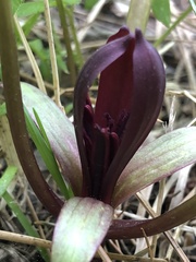 Trillium petiolatum