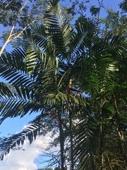 Ptychosperma macarthurii