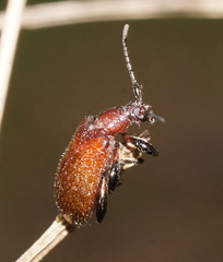 Ecnolagria rufescens