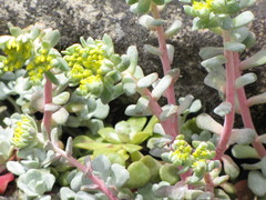 Sedum spathulifolium