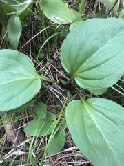 Trillium petiolatum