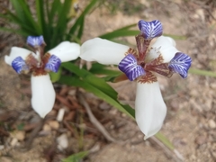 Trimezia gracilis