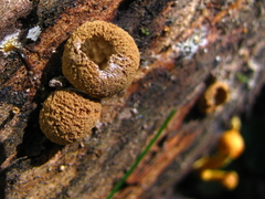 Nidularia pulvinata