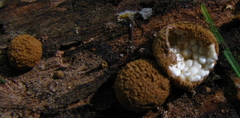 Nidularia pulvinata