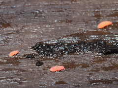 Bilobella braunerae