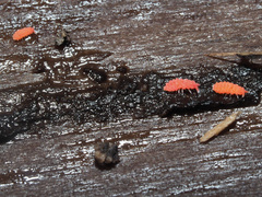 Bilobella braunerae