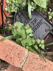 Lamium purpureum