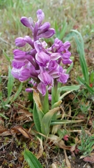 Anacamptis morio