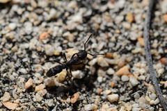 Bothroponera cariosa