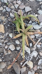 Aloe ellenbeckii