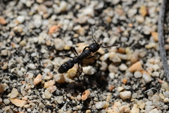 Bothroponera cariosa