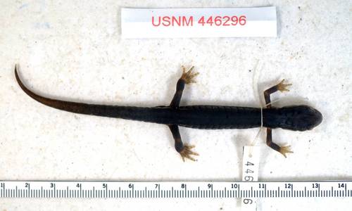 Blue Ridge Gray-cheeked Salamander