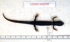 Blue Ridge Gray-Cheeked Salamander photo 5