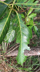 Cordiera