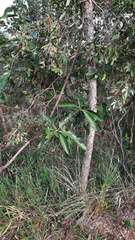 Cordiera