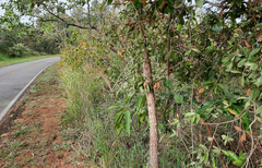 Cordiera