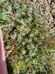 Cardionema ramosissimum