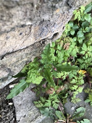 Cirsium arvense