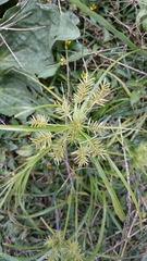 Cyperus laxus